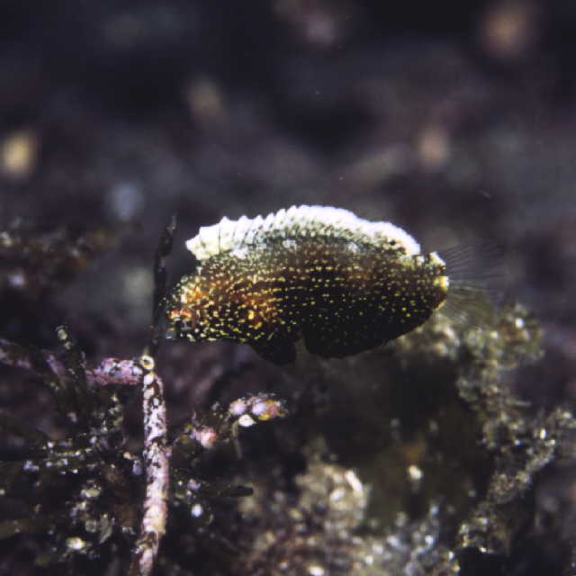 Macropharyngodon negrosensis